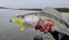 Impulse Shad 10Cm 4Db/Cs Citromsárga