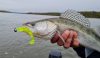 Impulse Shad 7.5Cm 5Db/Cs Ezüst Flitter