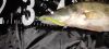 Zander Power Shad 10Cm 4Db/Cs (Fehér)