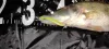 Zander Power Shad 10Cm 4Db/Cs (Citromsárga)