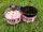 Ringers Washout Wafters - Pink 6Mm